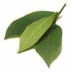 daun salam